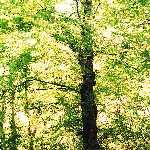 elm 